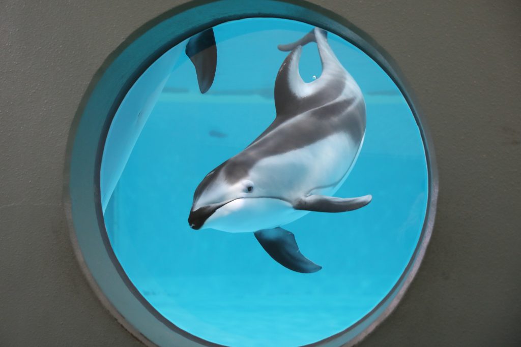 いるか館