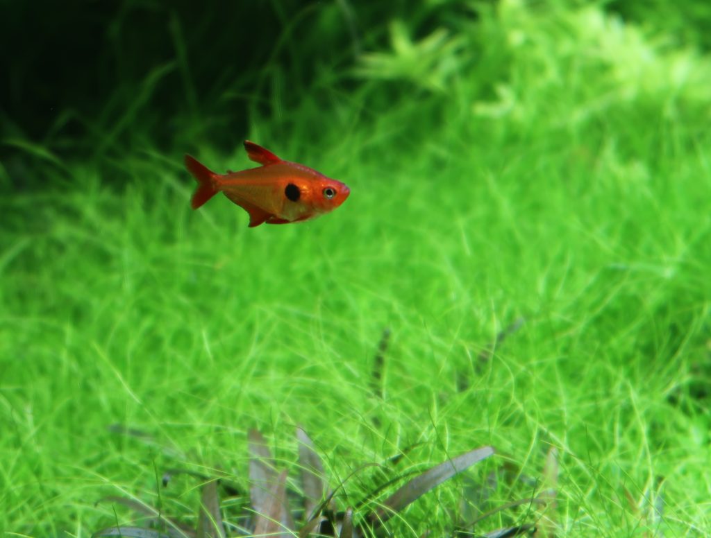熱帯淡水魚