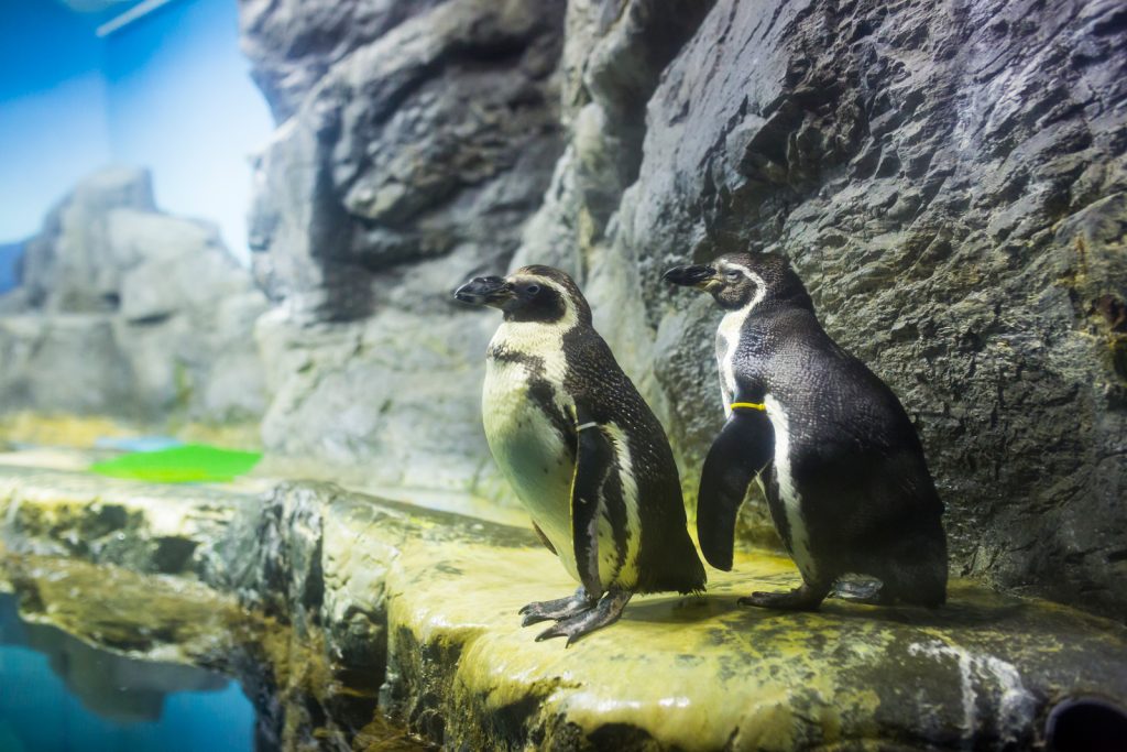 海獣館