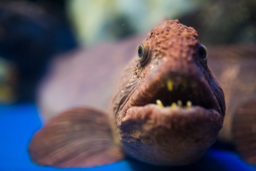 冷たい海の魚