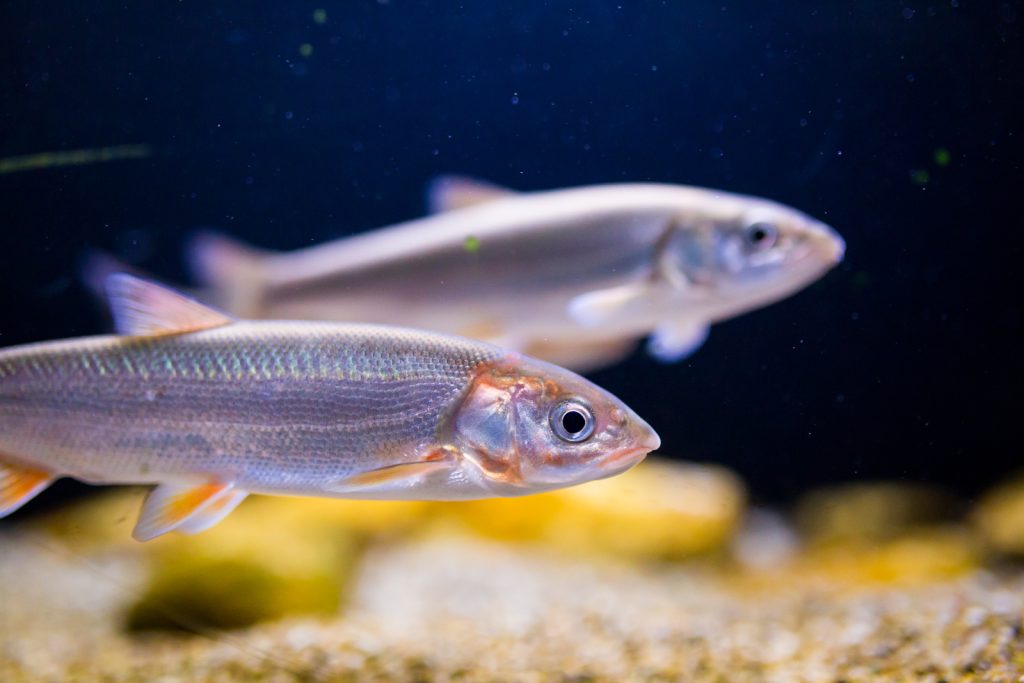 希少淡水魚