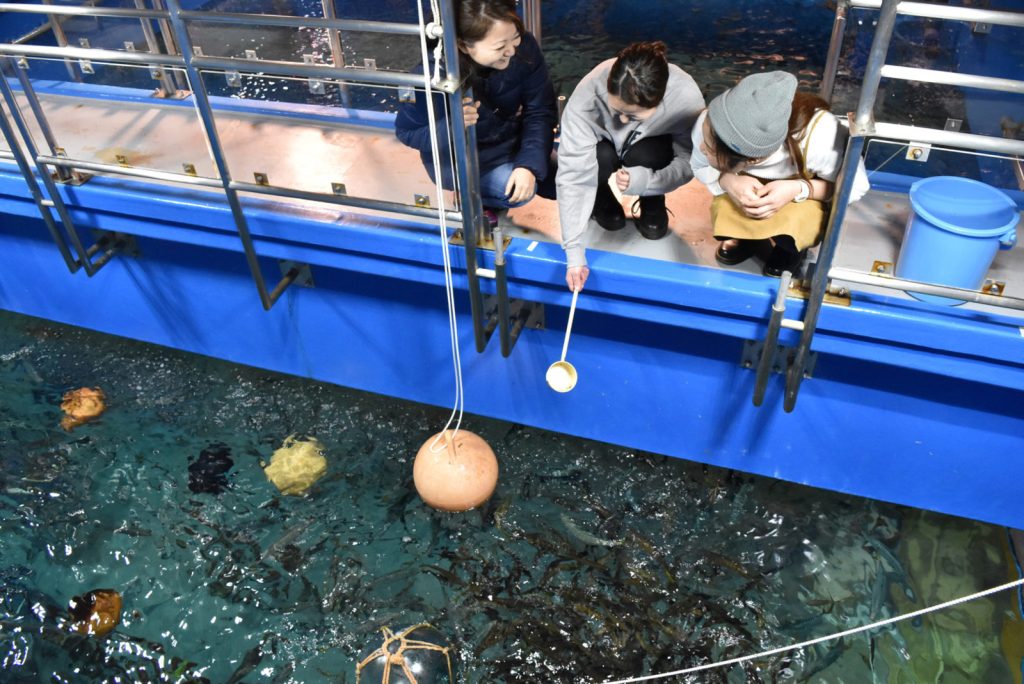 トンネル水槽のエサやり体験