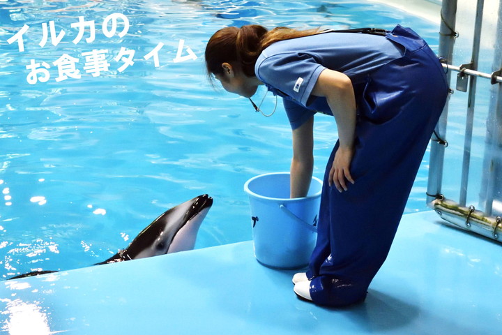 青森県営 浅虫水族館 水の世界を知る楽しさがここにある