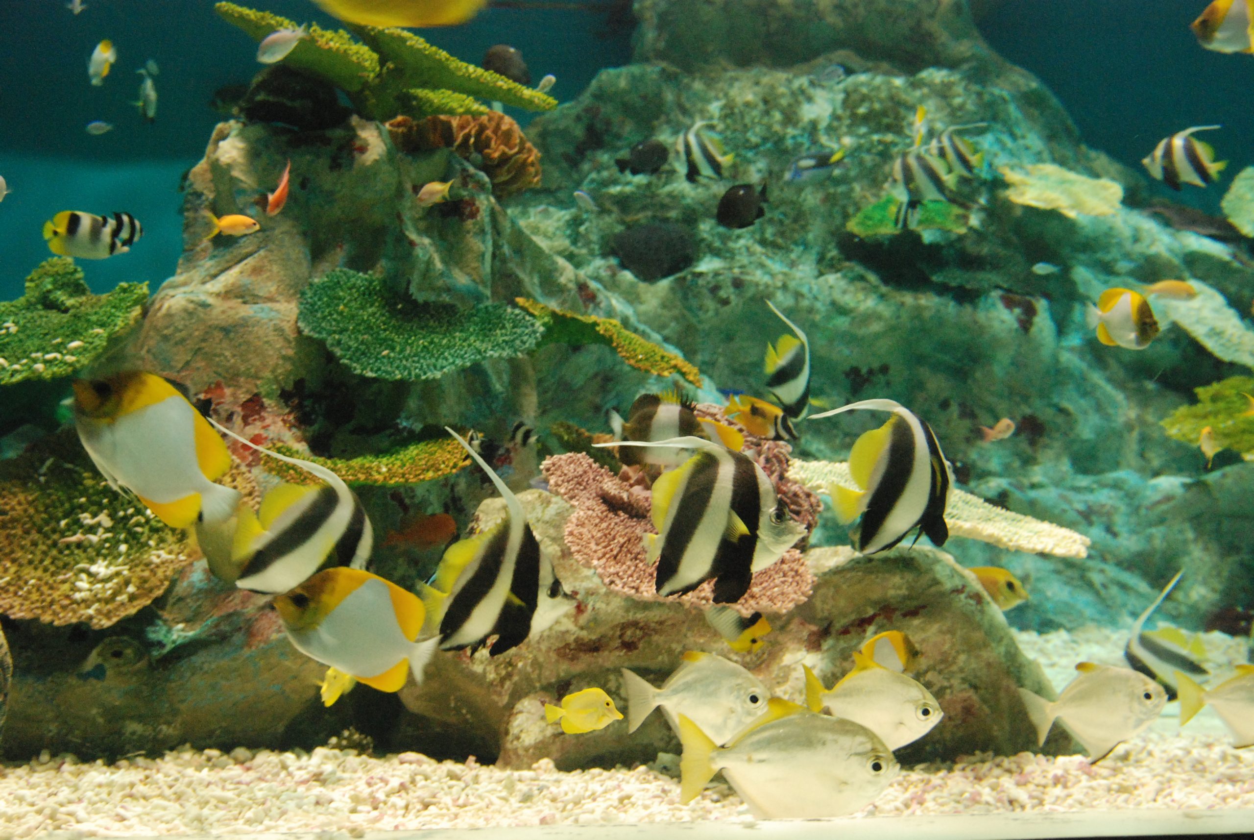 サンゴ礁の魚 青森県営 浅虫水族館