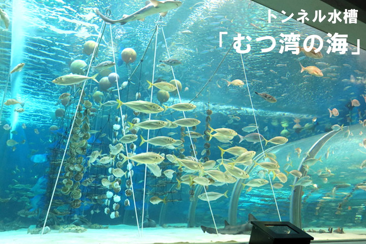 青森県営 浅虫水族館 水の世界を知る楽しさがここにある 青森県営 浅虫水族館 水の世界を知る楽しさがここにある
