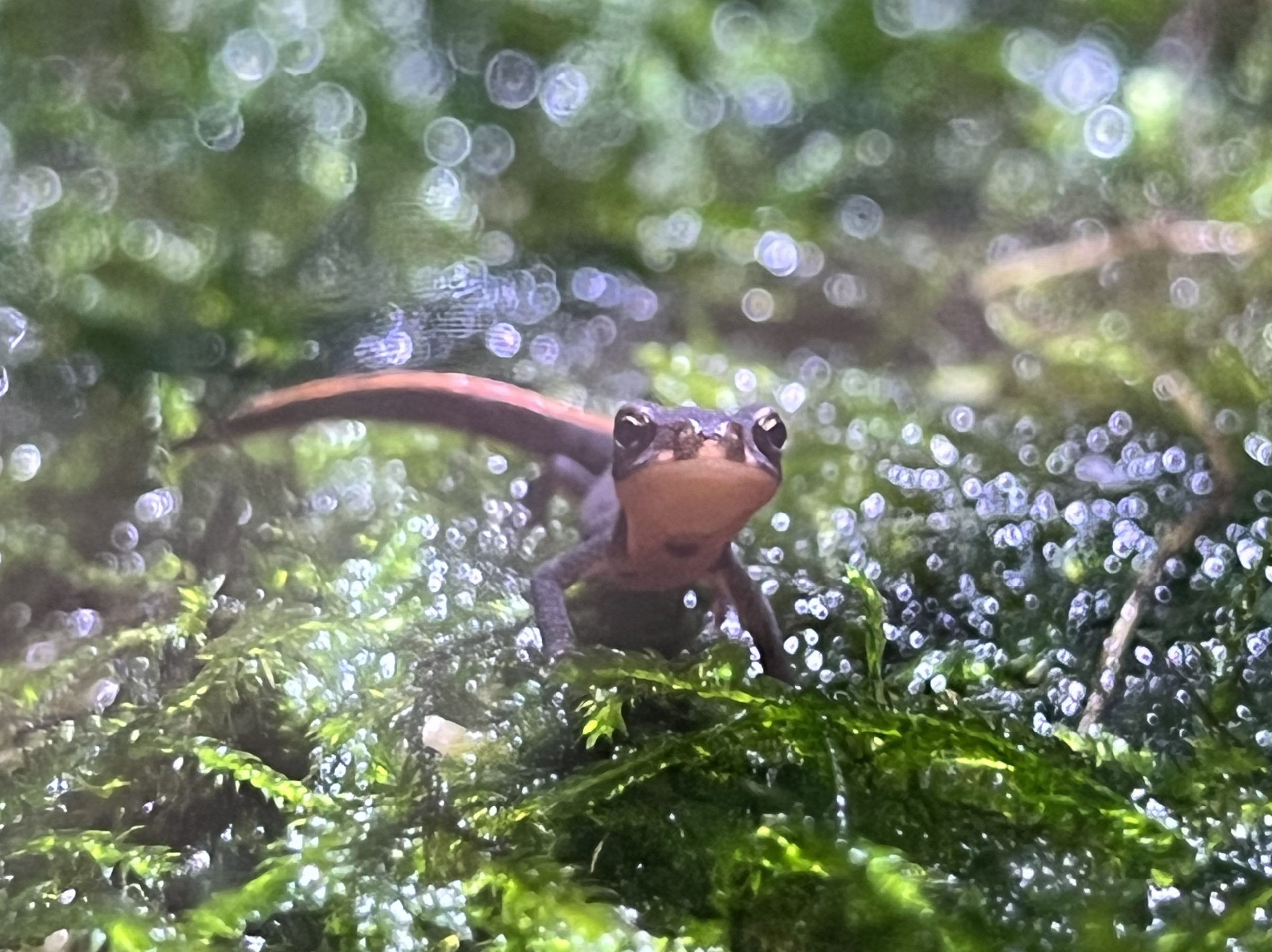 アカハライモリ 幼体 の展示を開始しました 青森県営 浅虫水族館 アカハライモリ 幼体 の展示を開始しました 青森県営 浅虫水族館