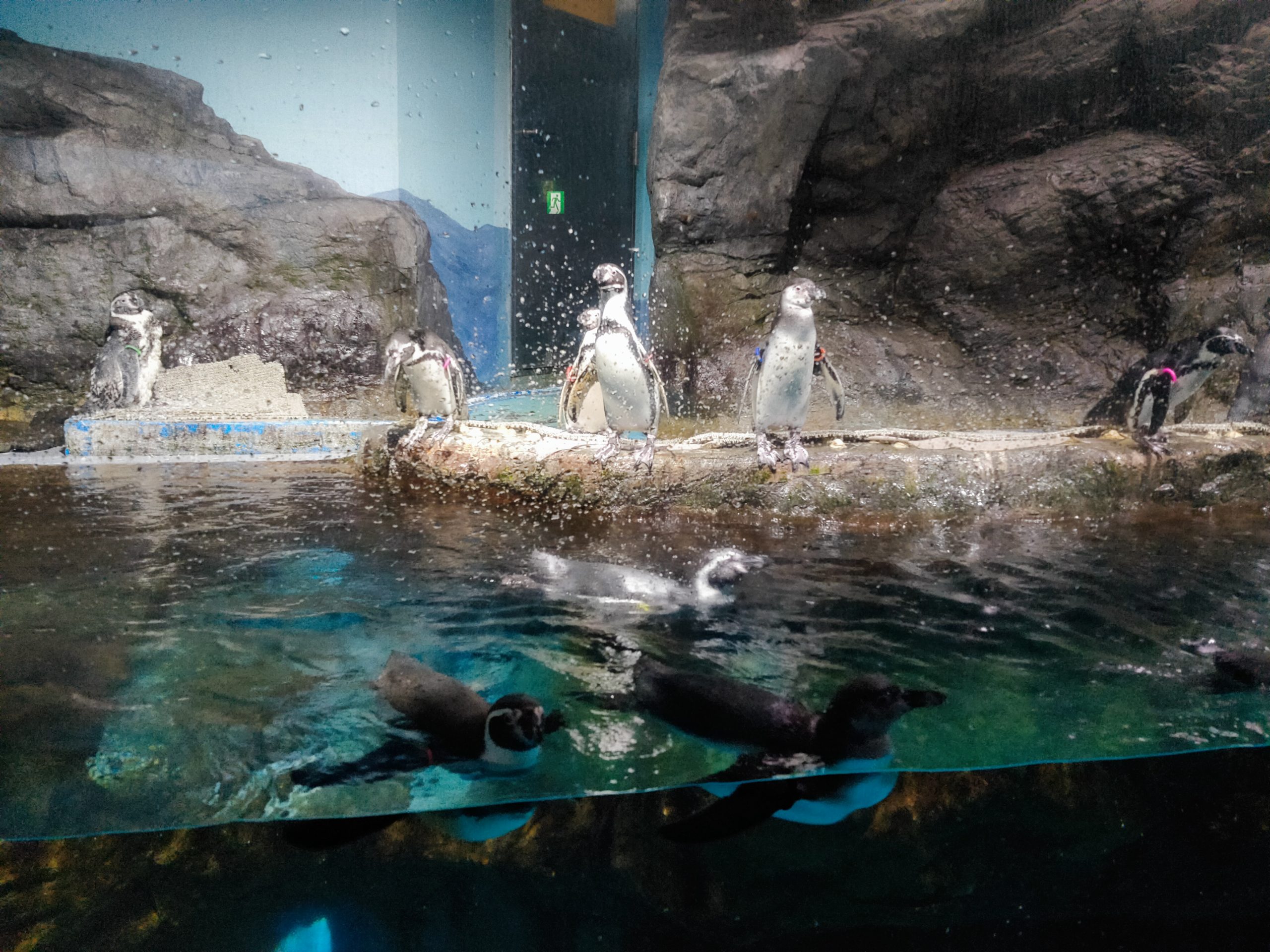 フンボルトペンギン3羽の展示終了について