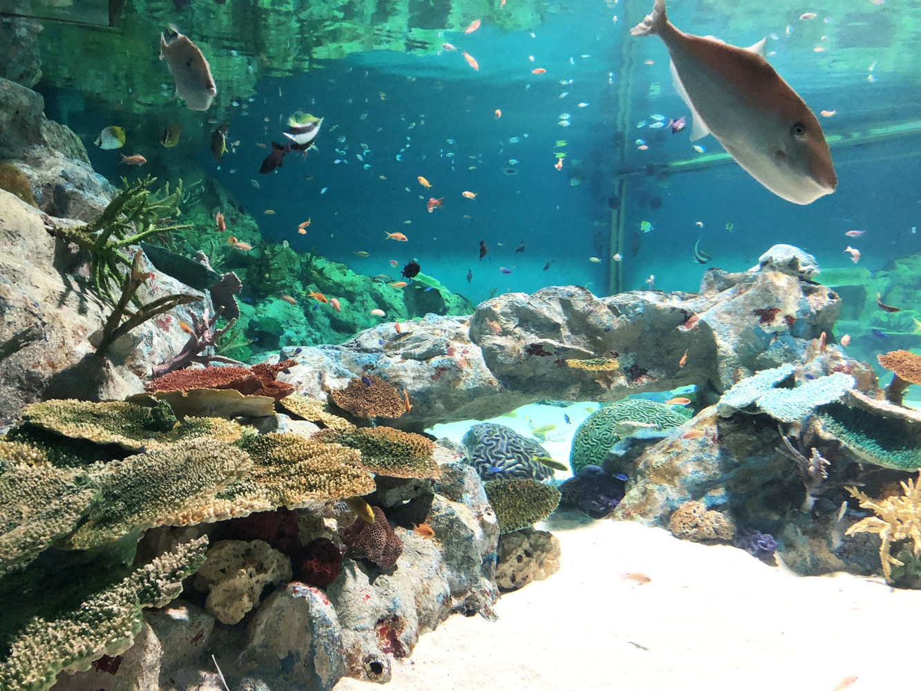 海水魚 サンゴ 引き取り限定 青森 海水販売＆海水宅配サービス マリン 