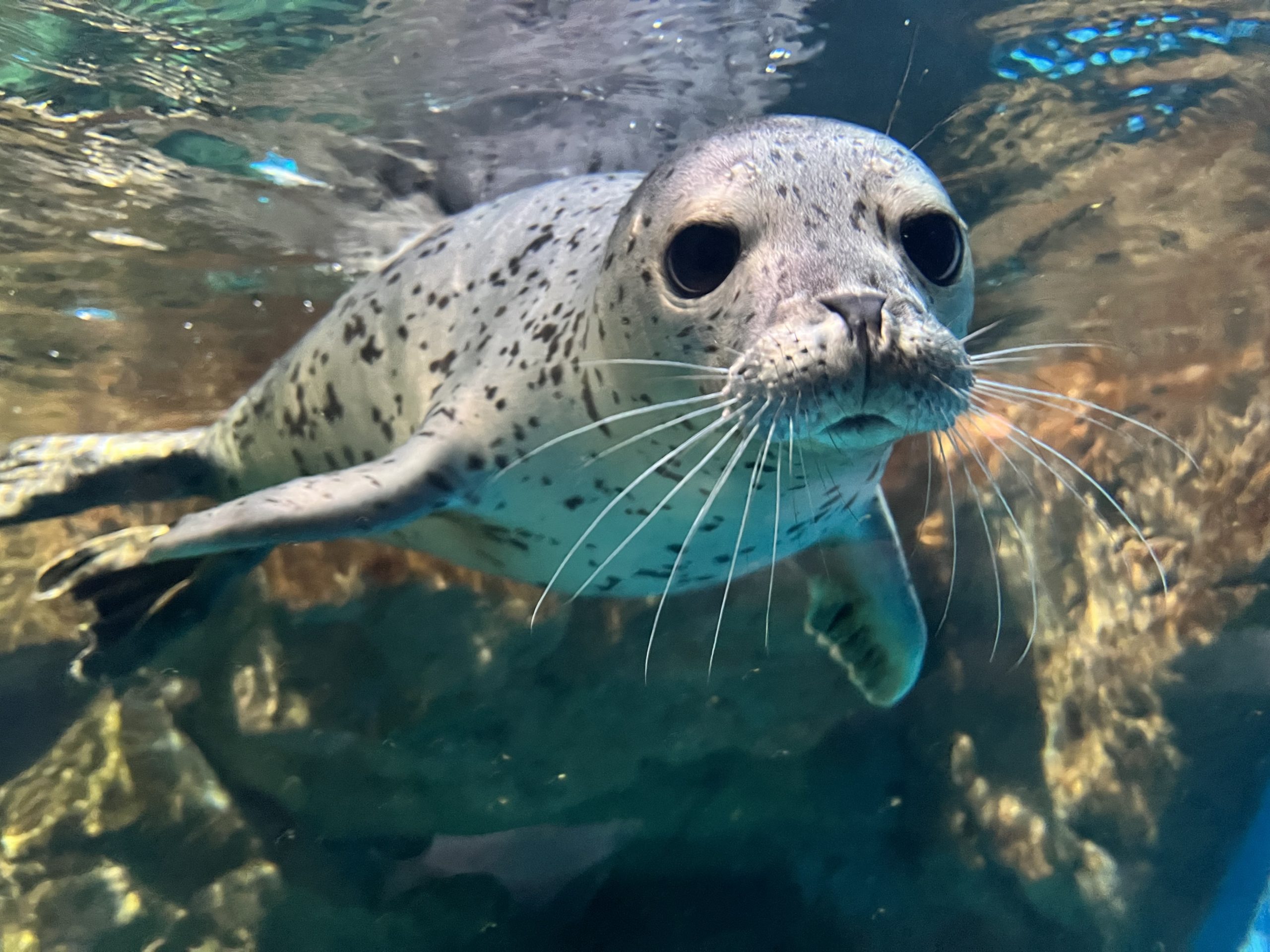 アザラシの赤ちゃん名前決定 | 青森県営 浅虫水族館