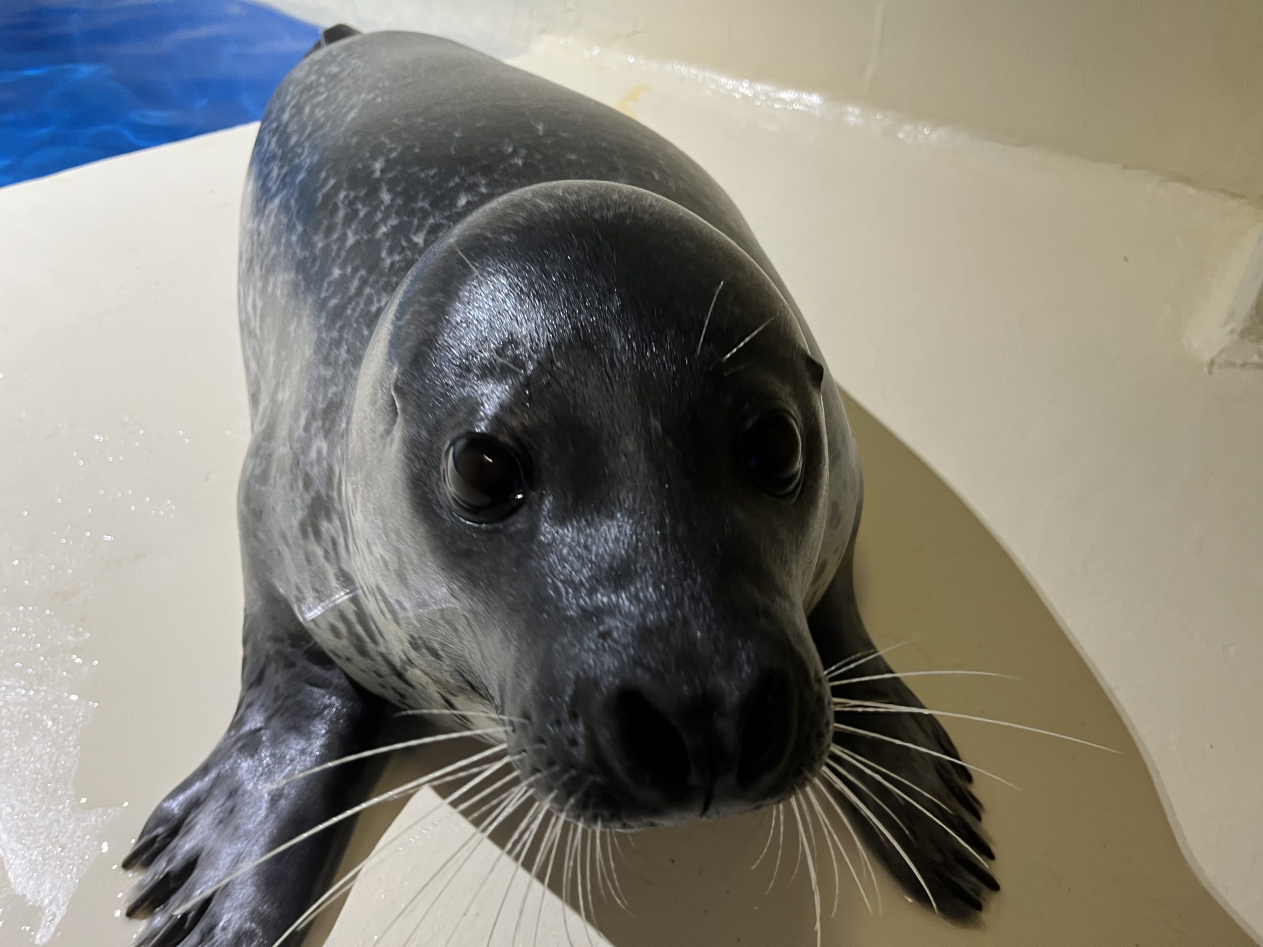 ゴマフアザラシ出産話① | 青森県営 浅虫水族館