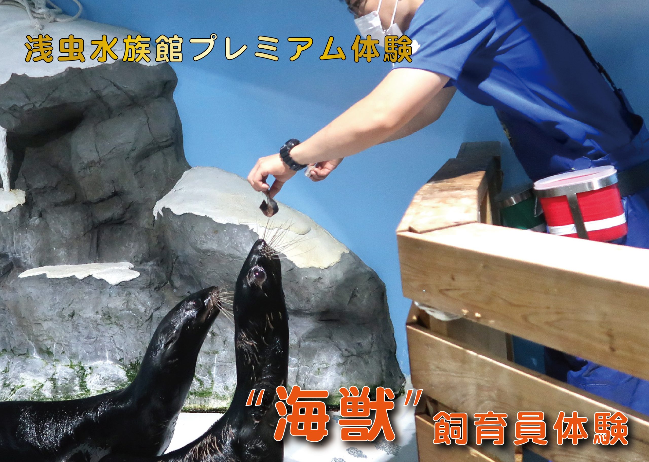 浅虫水族館プレミアム体験「飼育員体験　～海獣飼育員編～」