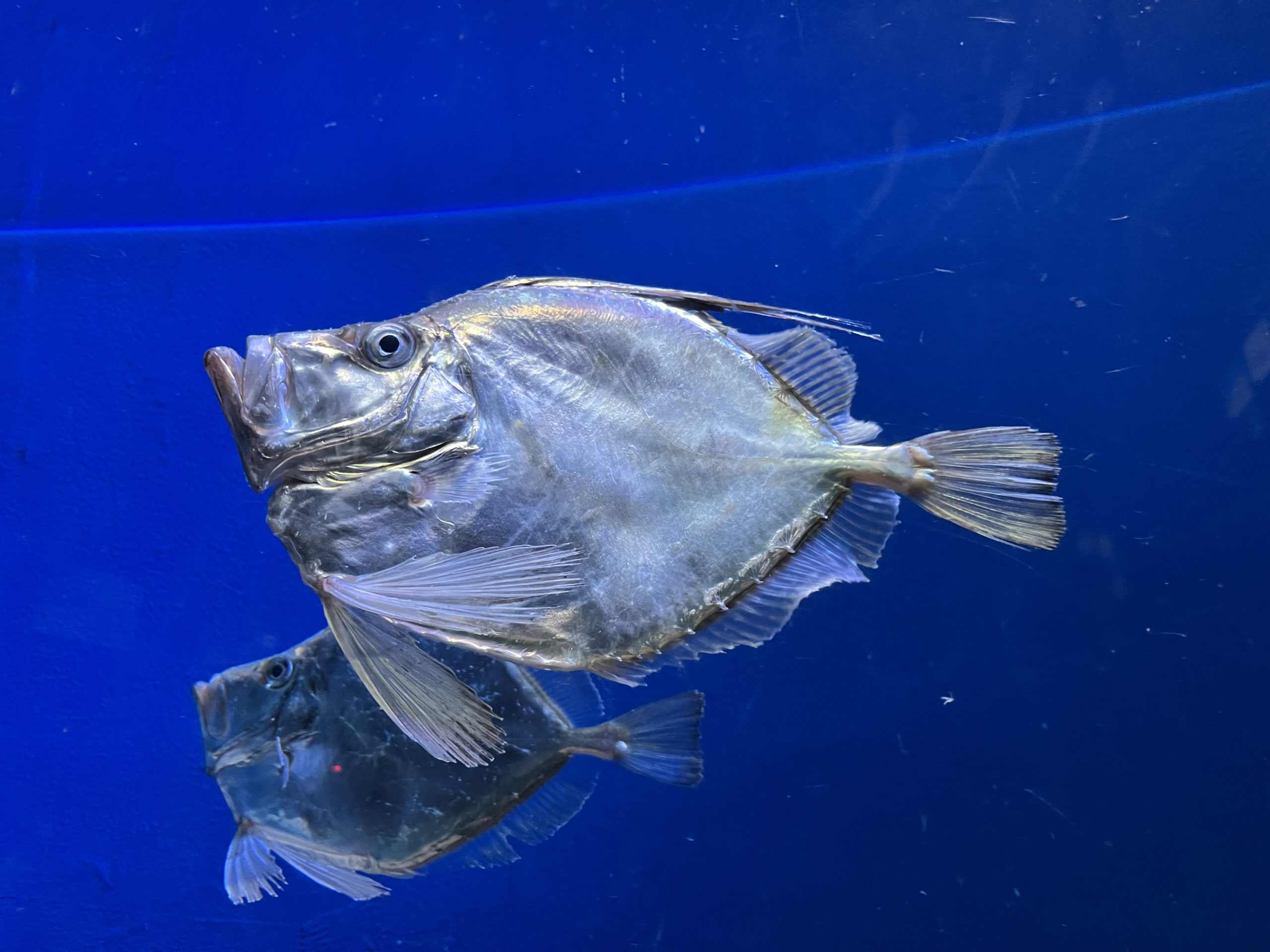 カガミダイを展示しました