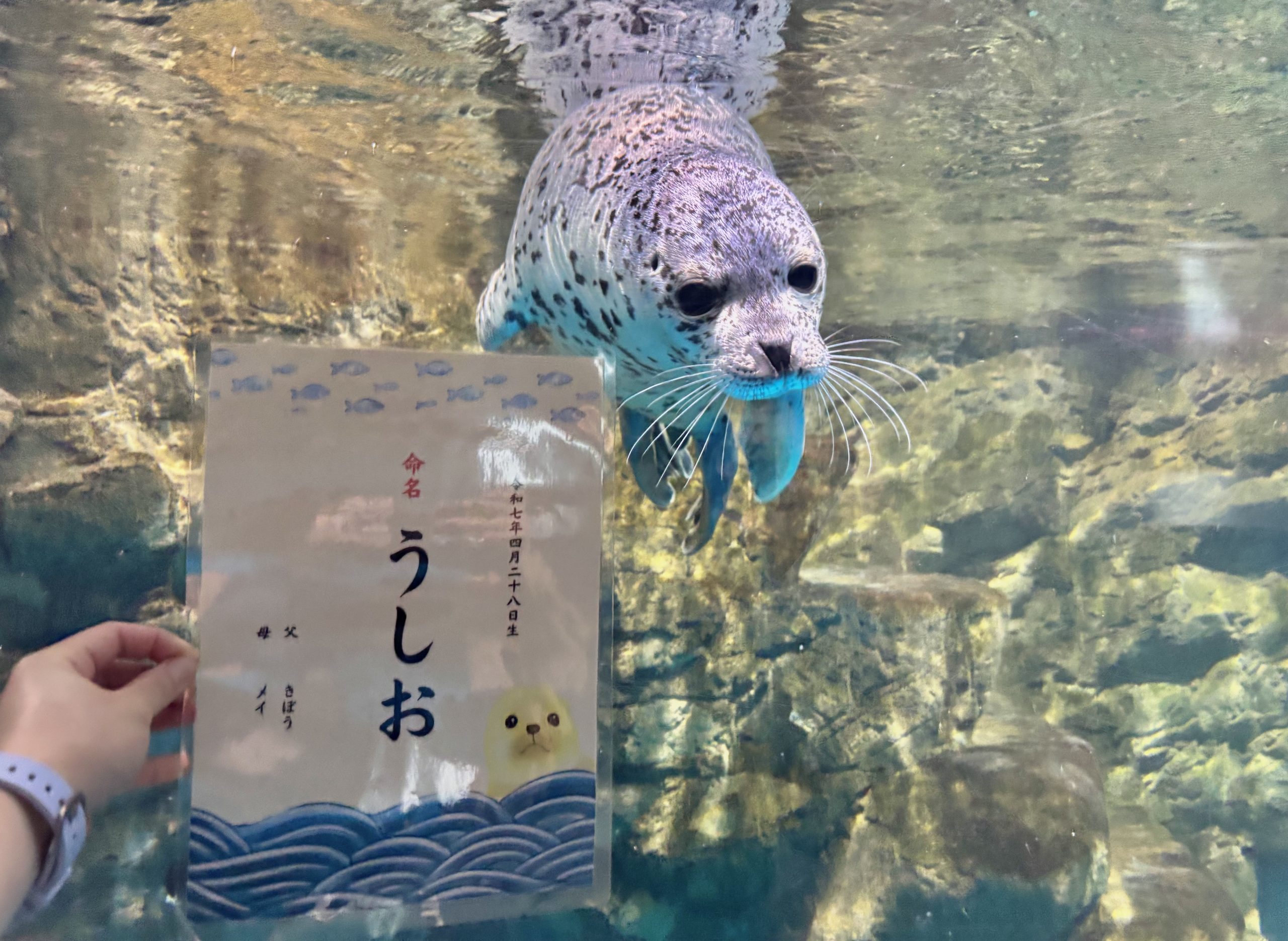 ゴマフアザラシ赤ちゃんの名前決定 | 青森県営 浅虫水族館