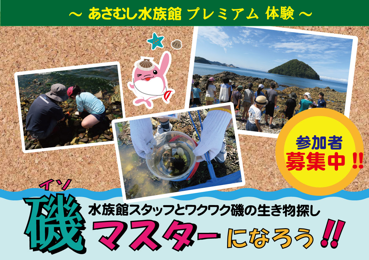 【参加者募集】浅虫水族館プレミアム体験「磯マスターになろう！～水族館スタッフとわくわく磯の生き物探し～」