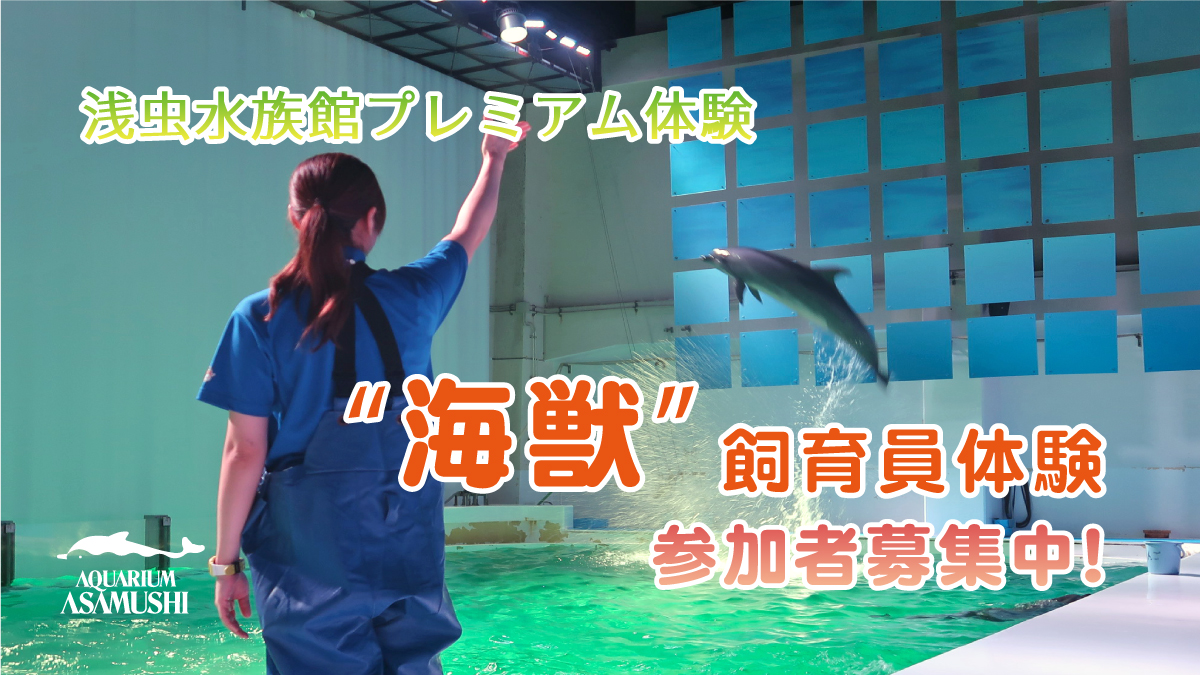 浅虫水族館プレミアム体験「飼育員体験　～海獣飼育員編～」