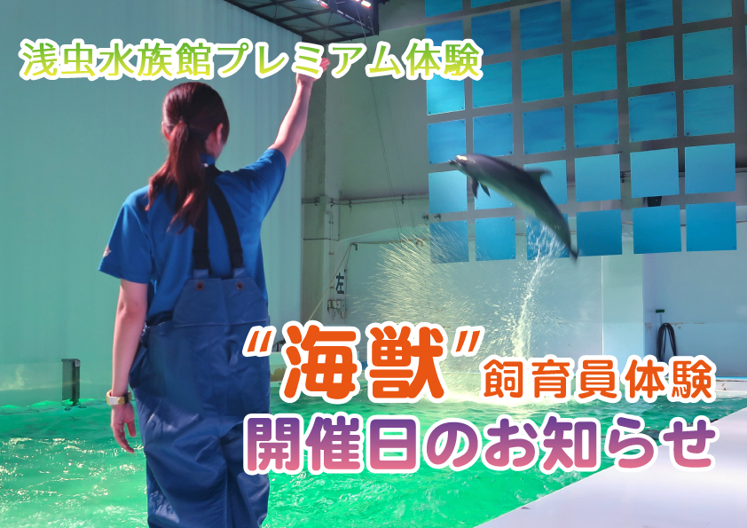 浅虫水族館プレミアム体験「飼育員体験　～海獣飼育員編～」