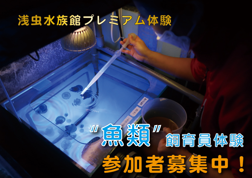 浅虫水族館プレミアム体験「飼育員体験　～魚類飼育員編～」