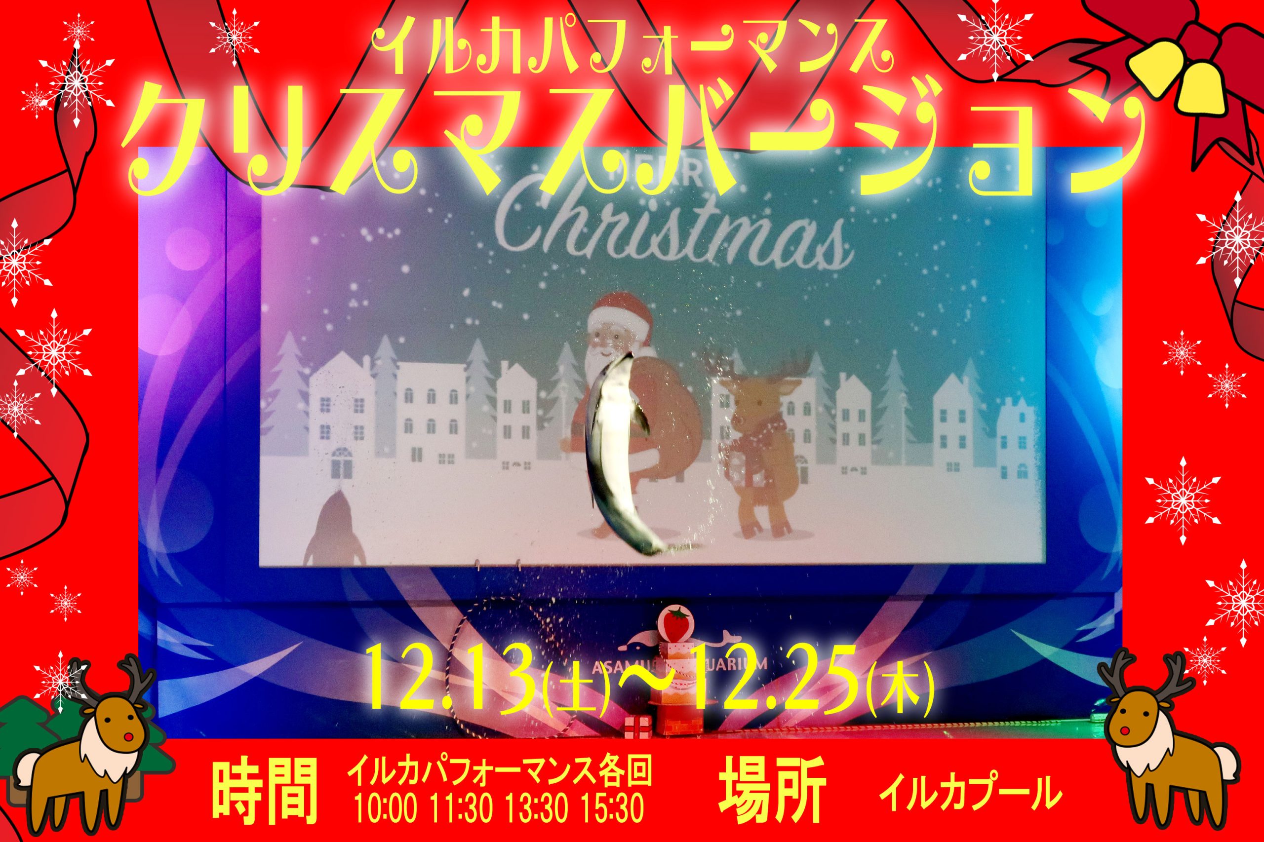 イルカパフォーマンスクリスマスver.開催のお知らせ