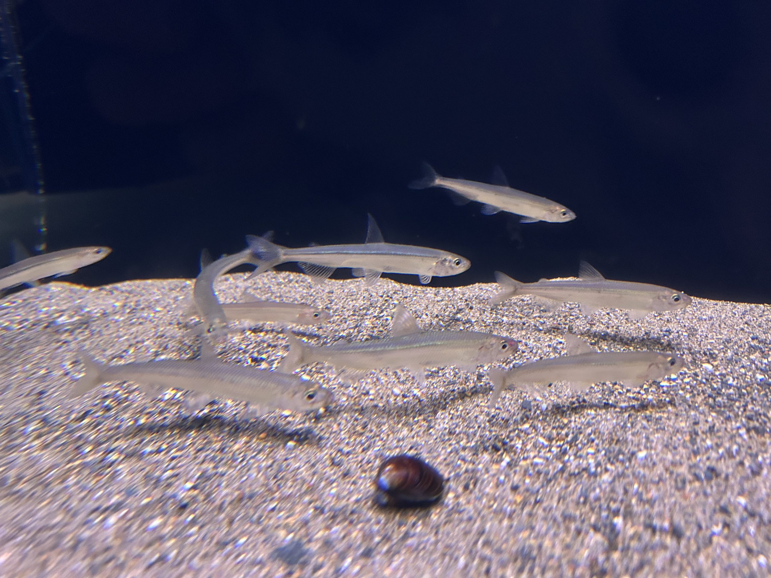 小川原湖のヤマトシジミ・ワカサギの展示を開始しました