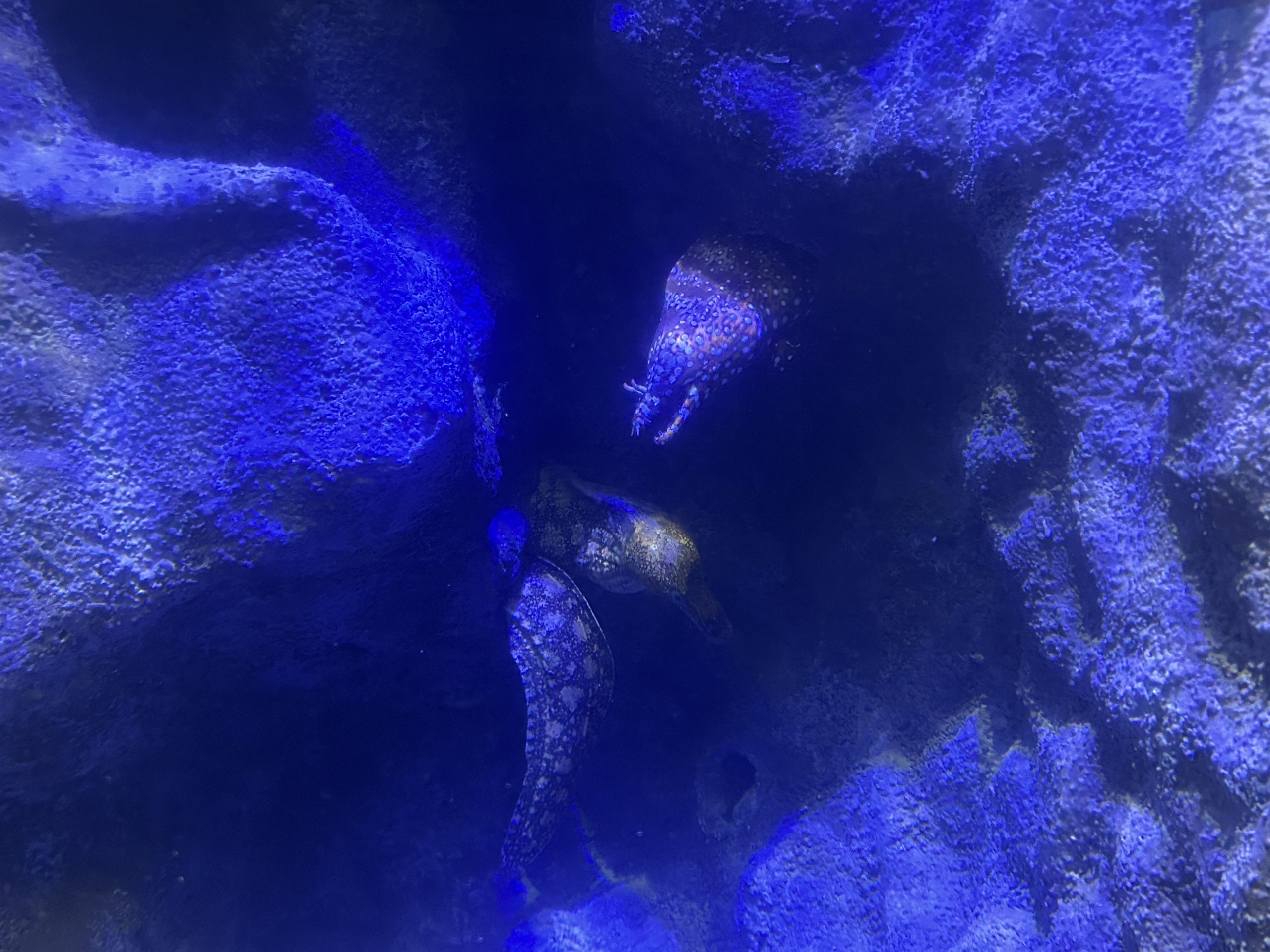 ウツボ水槽展示再開しました