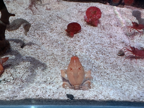 ビワガニとツリガネクラゲ展示しています♪