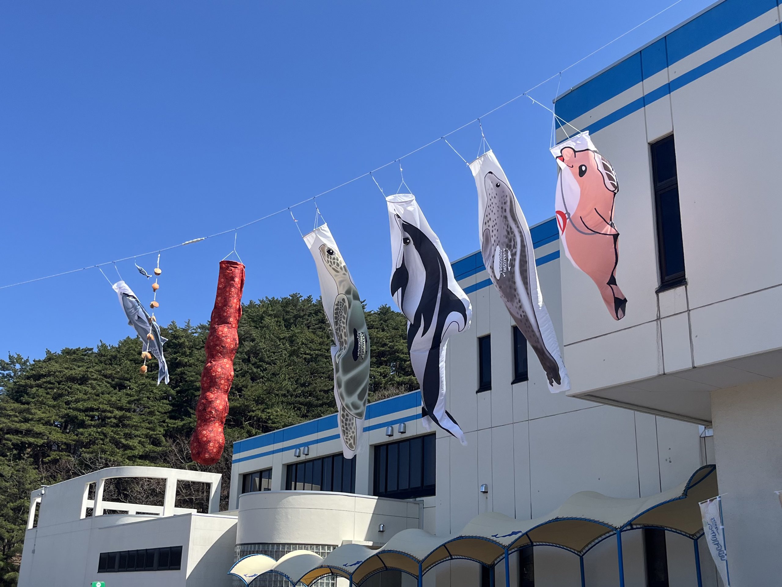 いるかのぼり掲揚のお知らせ