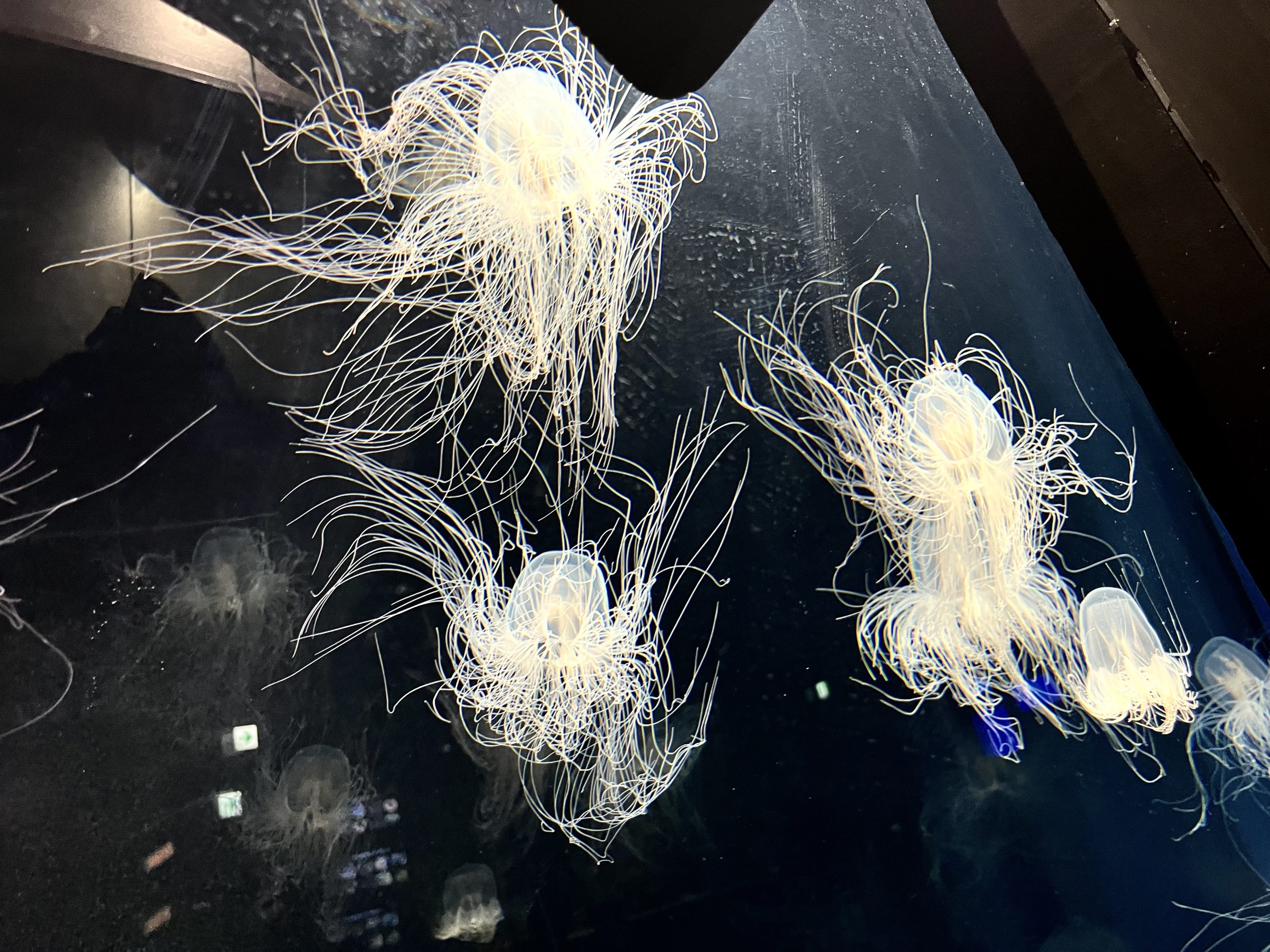 カミクラゲ展示中！