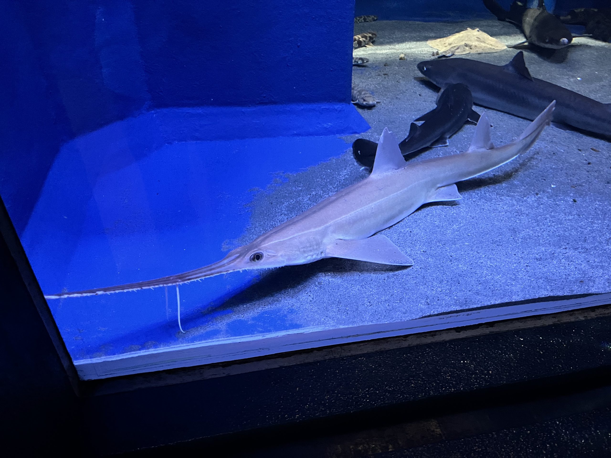 ノコギリザメ展示中です。