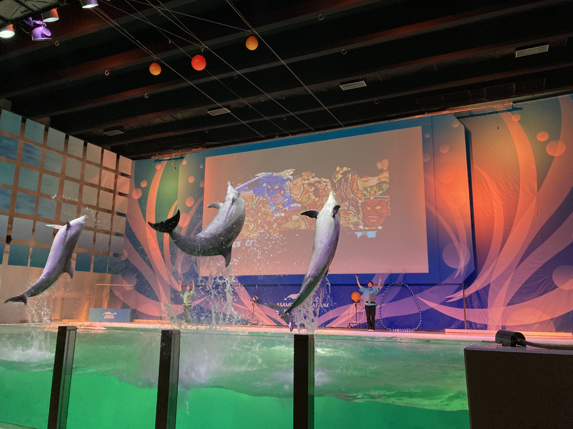 イルカパフォーマンスねぶたバージョンの開催について
